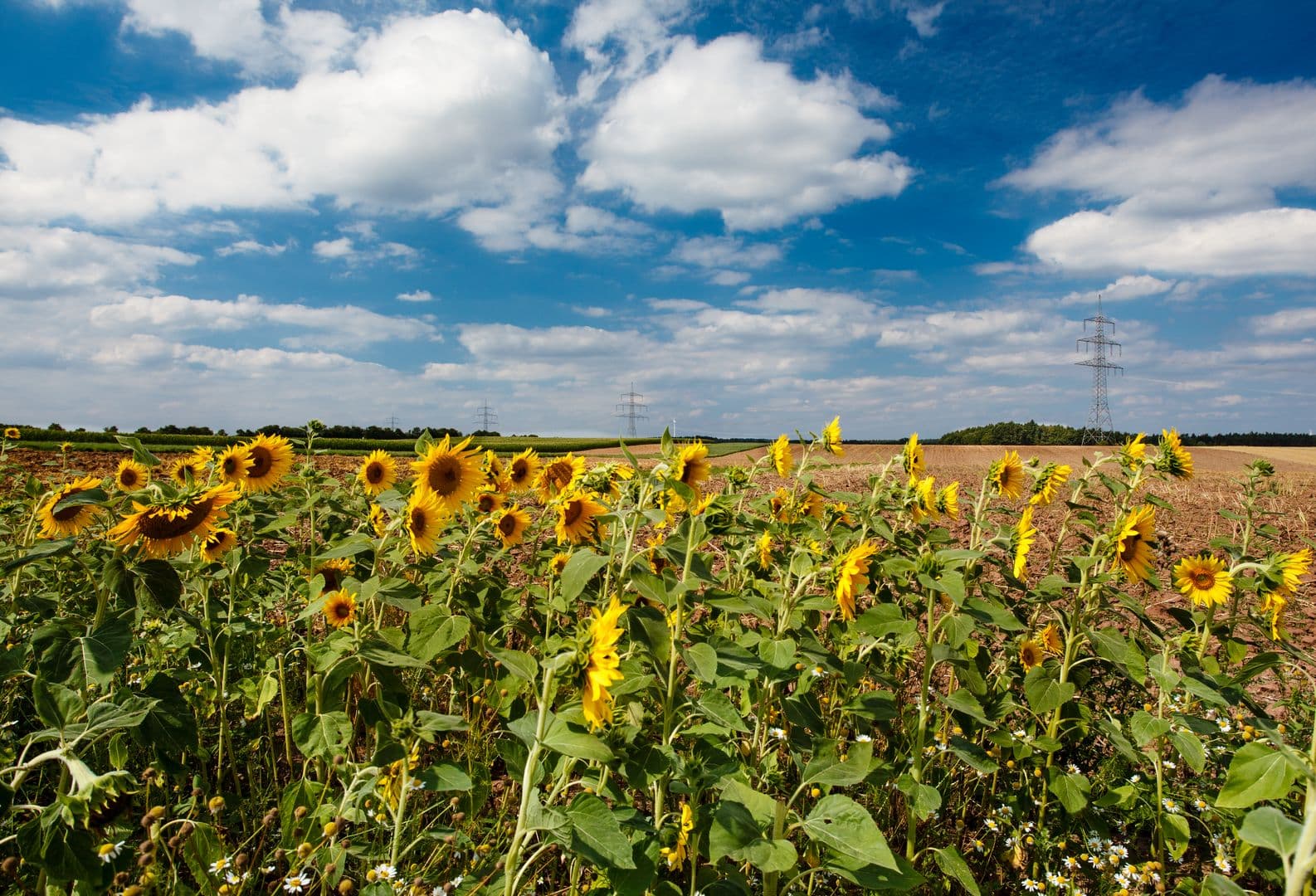 Landscape of Franken, Bavaria, with sunflowers and pylons