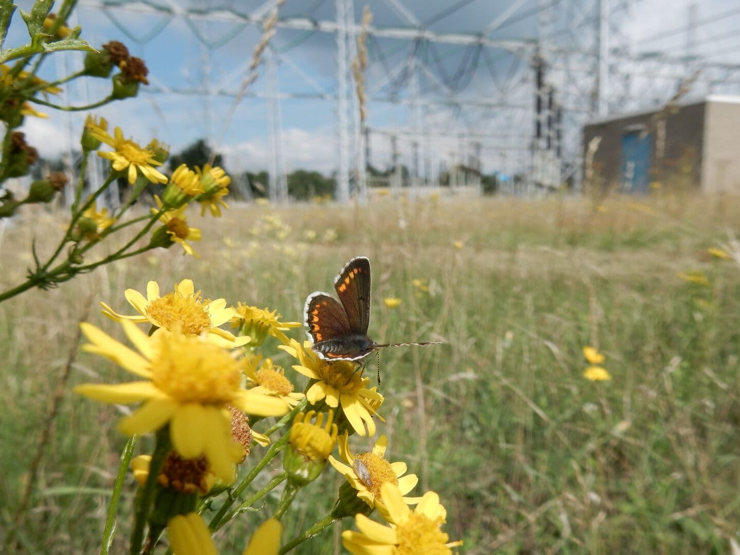 Biodiversiteit op stations. Vlinder (Bruin blauwtje) bij Maasbracht