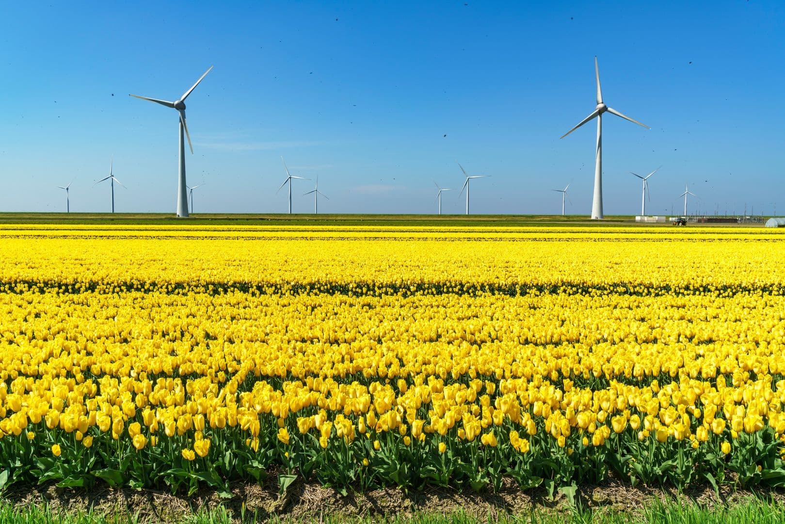 Flevoland met bloeiend bollenveld